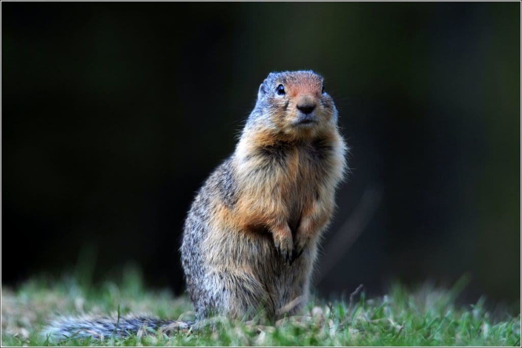 Columbian Ground Squirrel