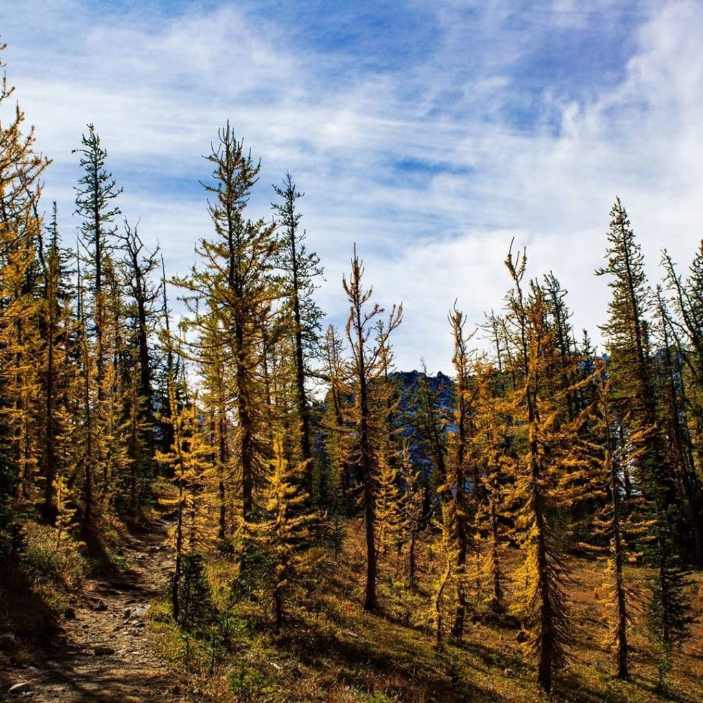 golden larch trees