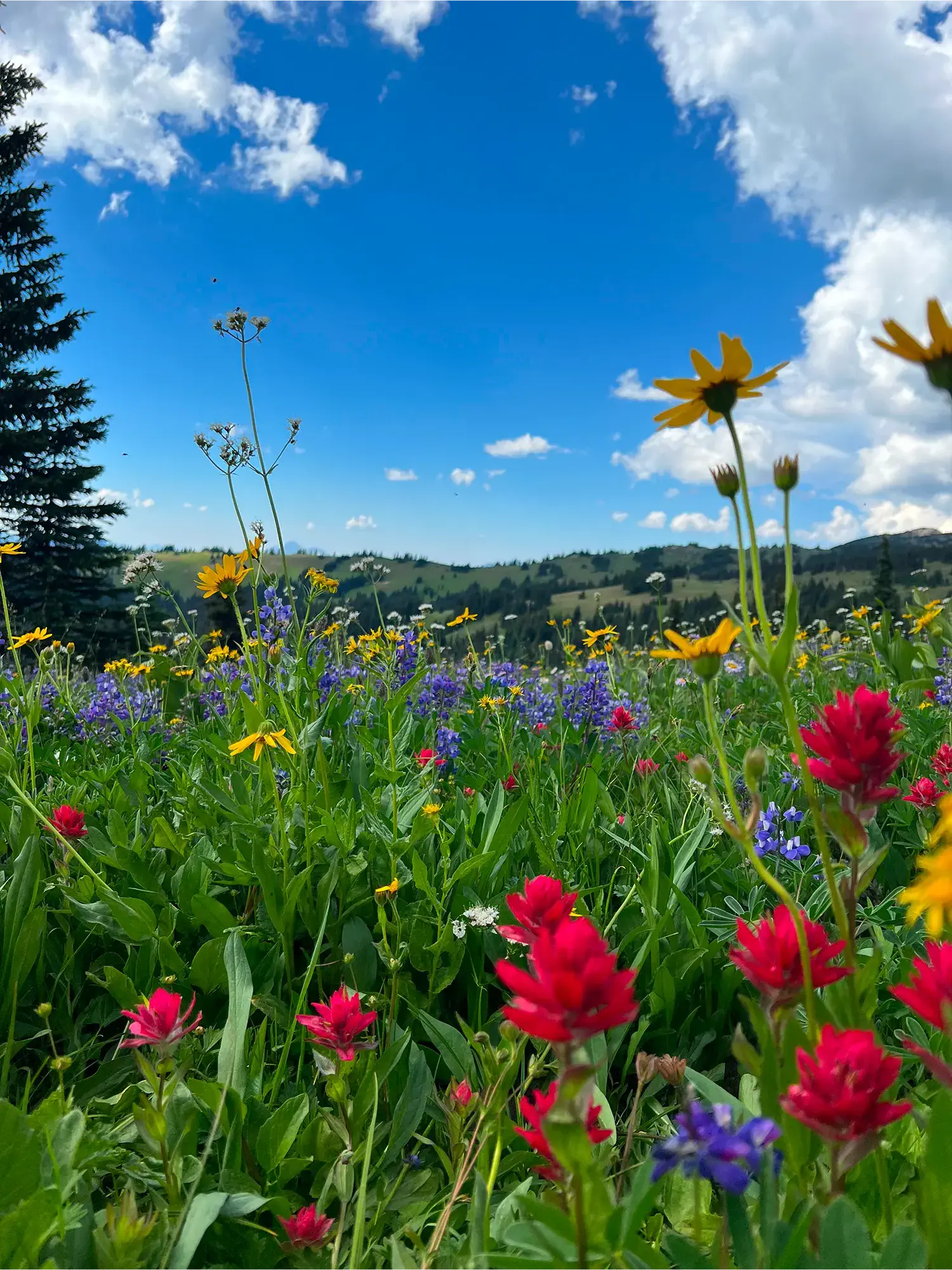 726710351-wildflowers-mpr-3