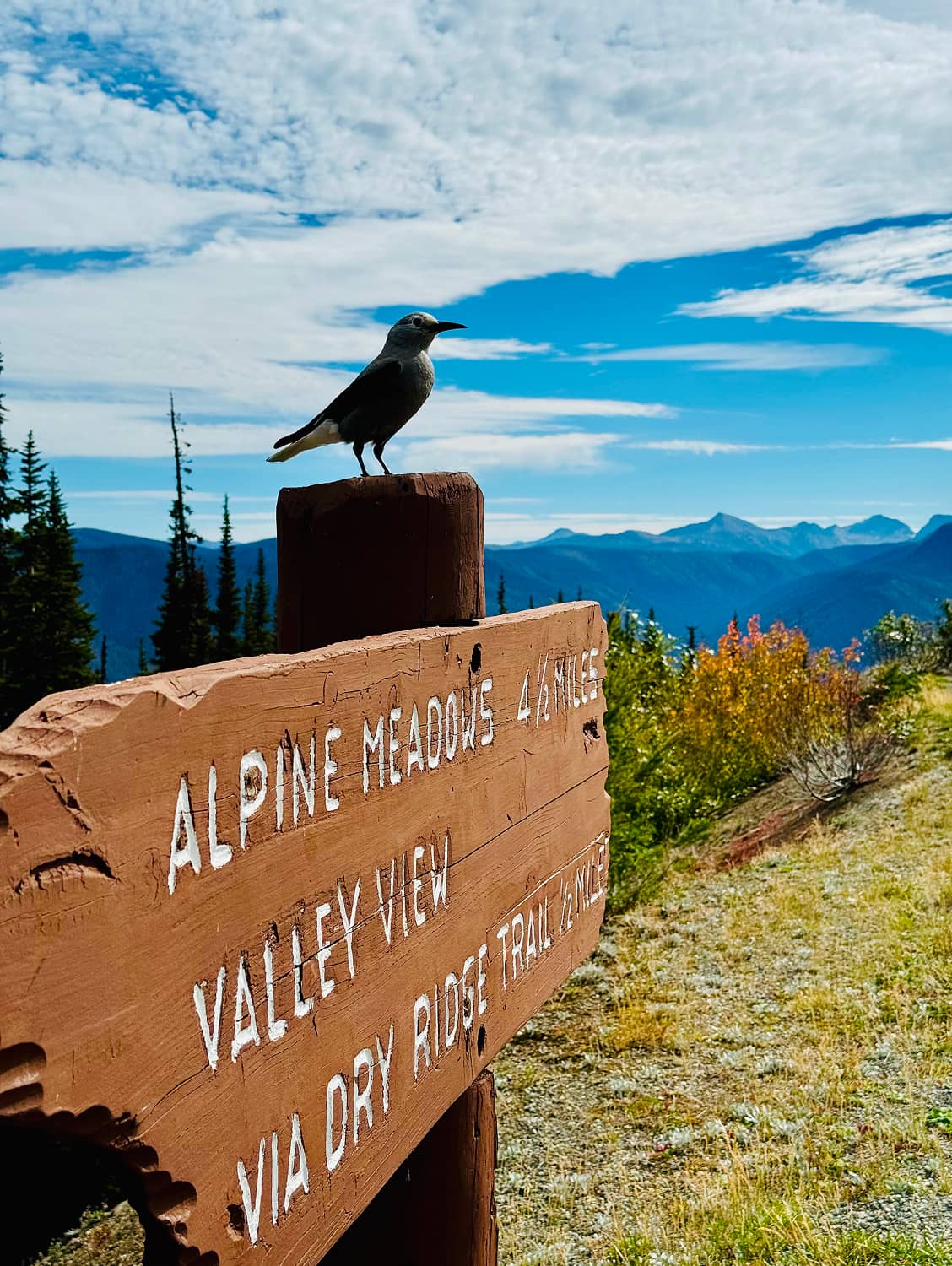 Bird perched atop an Alpine Meadows sign at the Cascade Lookout, Manning Park.