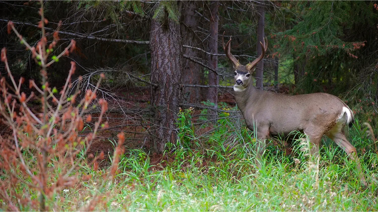 vq8paep5slhyegt8dusb